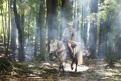 grey horse & rider in smokey forest
