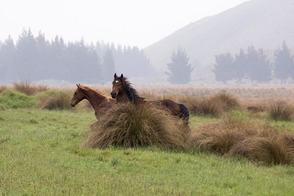 wild horses behind tussock