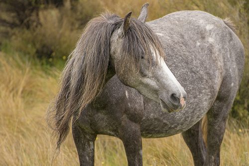 grey horse long mane